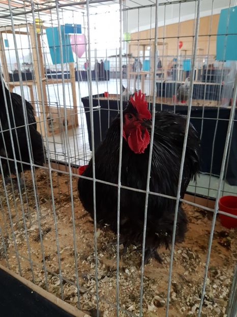  - Expozitie Breaza 17-19 februarie 2017