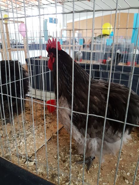  - Expozitie Breaza 17-19 februarie 2017