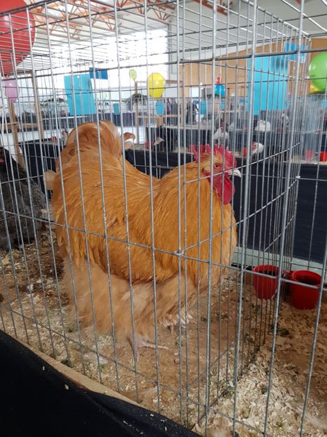  - Expozitie Breaza 17-19 februarie 2017