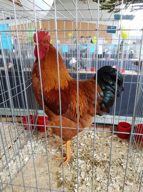  - Expozitie Breaza 17-19 februarie 2017