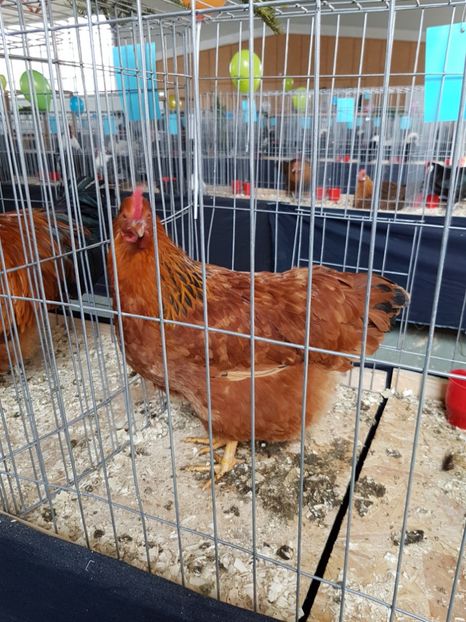  - Expozitie Breaza 17-19 februarie 2017