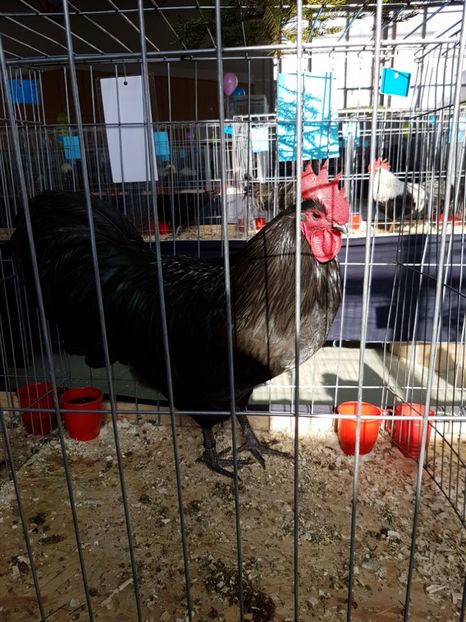  - Expozitie Breaza 17-19 februarie 2017