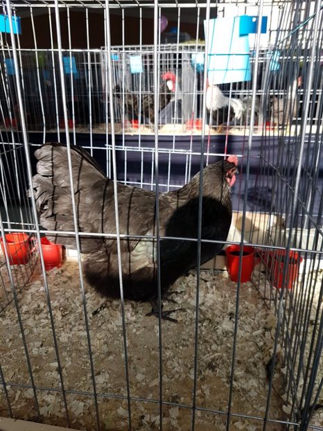  - Expozitie Breaza 17-19 februarie 2017