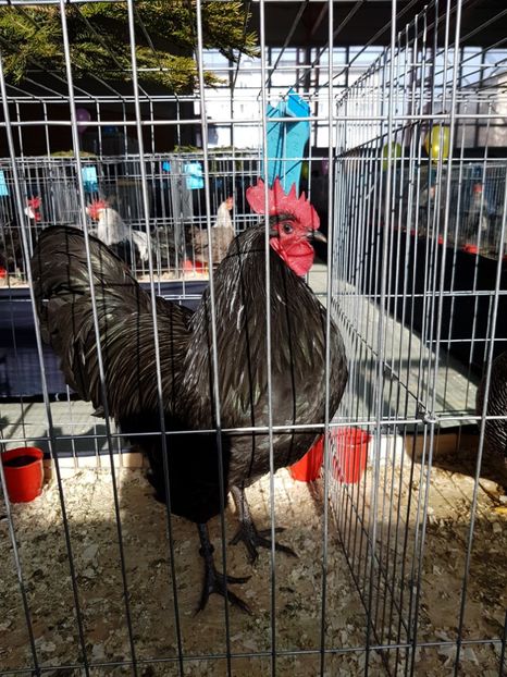  - Expozitie Breaza 17-19 februarie 2017