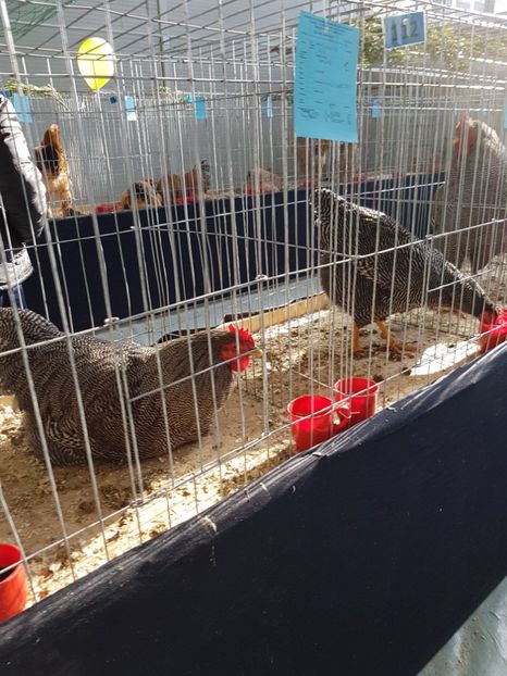  - Expozitie Breaza 17-19 februarie 2017