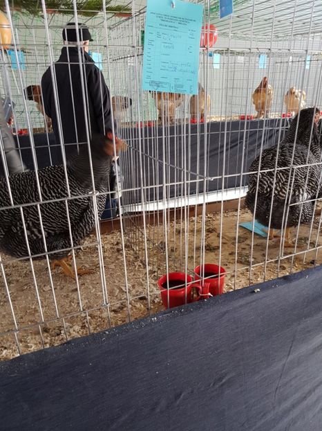  - Expozitie Breaza 17-19 februarie 2017