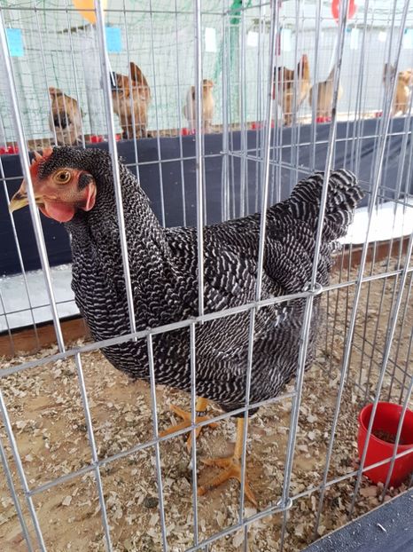  - Expozitie Breaza 17-19 februarie 2017