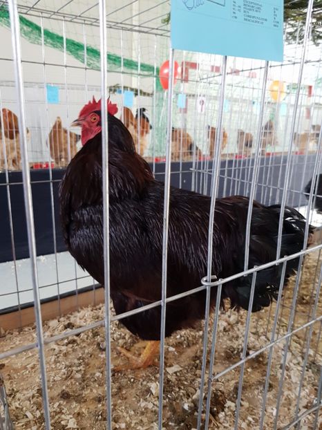  - Expozitie Breaza 17-19 februarie 2017