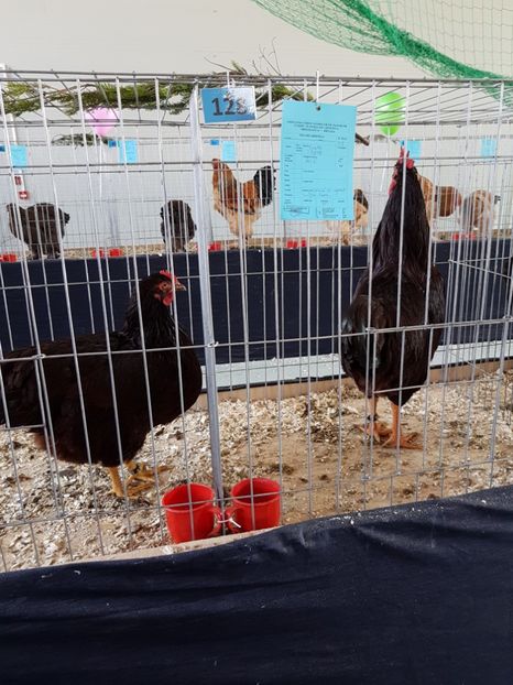  - Expozitie Breaza 17-19 februarie 2017