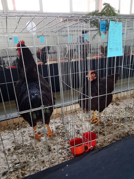  - Expozitie Breaza 17-19 februarie 2017