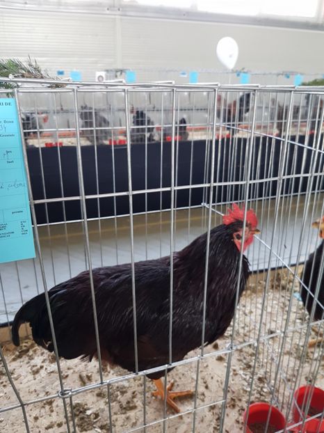  - Expozitie Breaza 17-19 februarie 2017