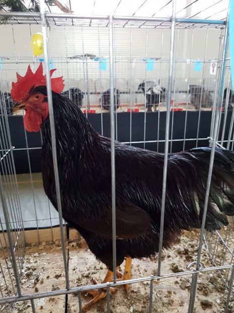  - Expozitie Breaza 17-19 februarie 2017