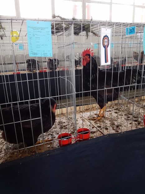  - Expozitie Breaza 17-19 februarie 2017