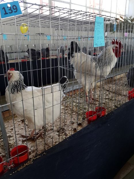  - Expozitie Breaza 17-19 februarie 2017