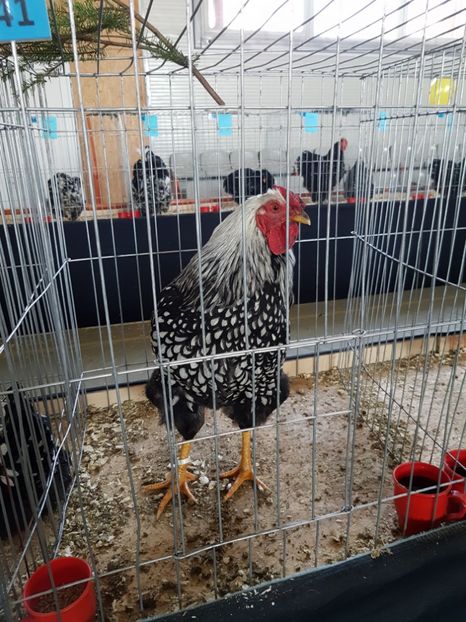  - Expozitie Breaza 17-19 februarie 2017