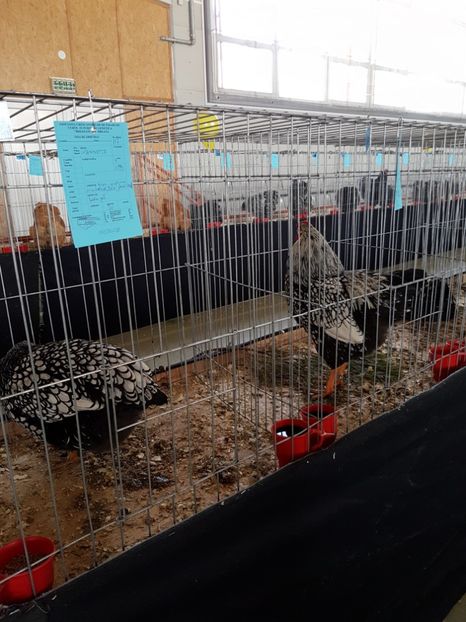  - Expozitie Breaza 17-19 februarie 2017