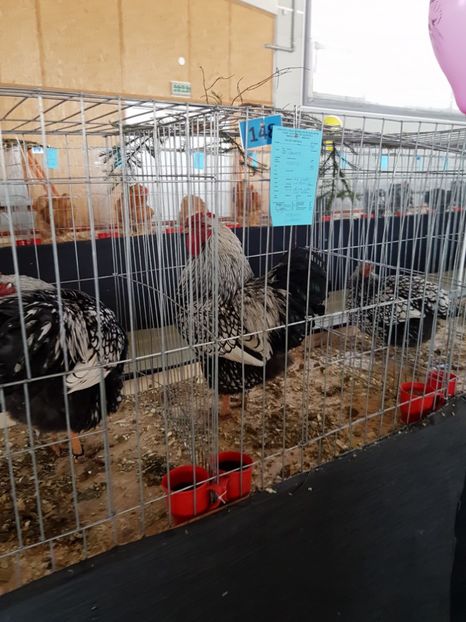  - Expozitie Breaza 17-19 februarie 2017