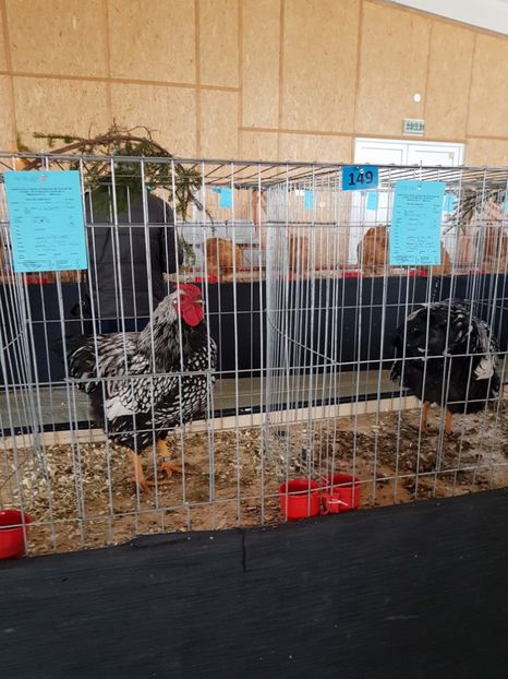  - Expozitie Breaza 17-19 februarie 2017