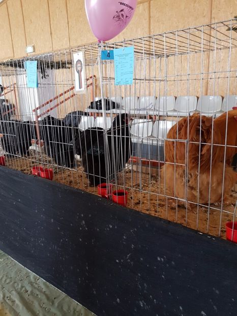  - Expozitie Breaza 17-19 februarie 2017