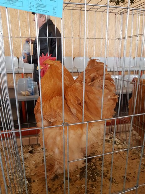  - Expozitie Breaza 17-19 februarie 2017