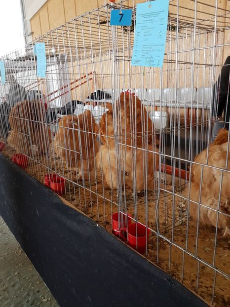  - Expozitie Breaza 17-19 februarie 2017