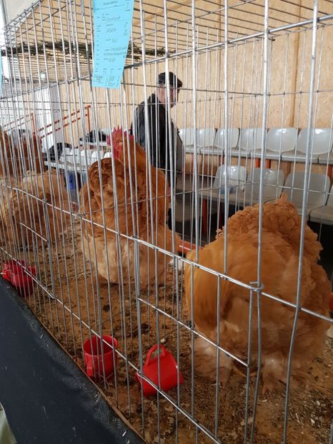  - Expozitie Breaza 17-19 februarie 2017