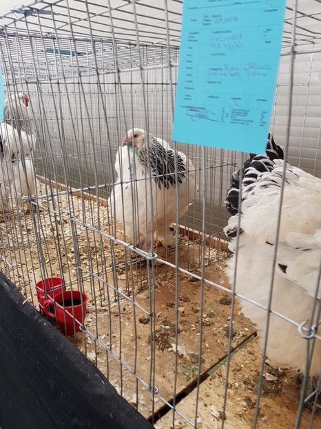  - Expozitie Breaza 17-19 februarie 2017