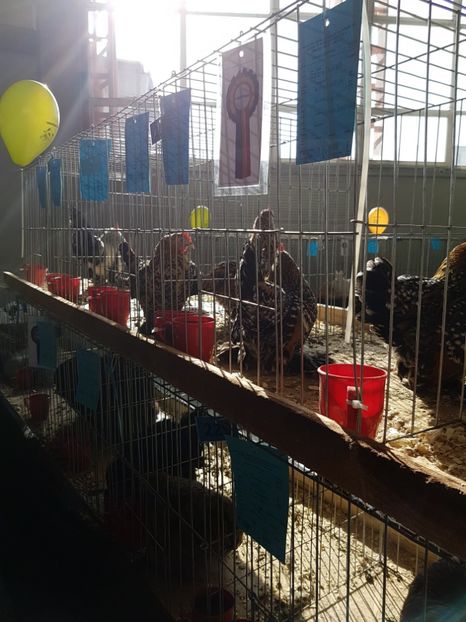  - Expozitie Breaza 17-19 februarie 2017