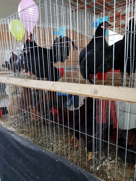  - Expozitie Breaza 17-19 februarie 2017