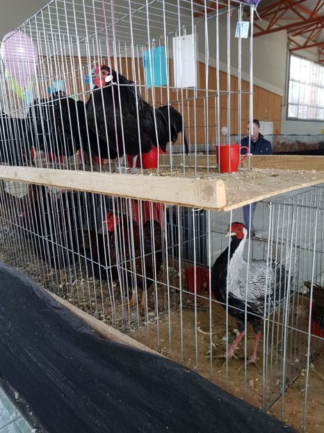  - Expozitie Breaza 17-19 februarie 2017