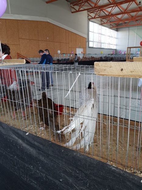  - Expozitie Breaza 17-19 februarie 2017