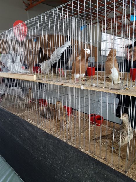  - Expozitie Breaza 17-19 februarie 2017