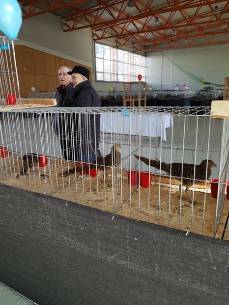  - Expozitie Breaza 17-19 februarie 2017