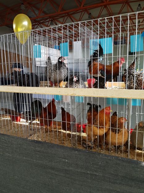  - Expozitie Breaza 17-19 februarie 2017