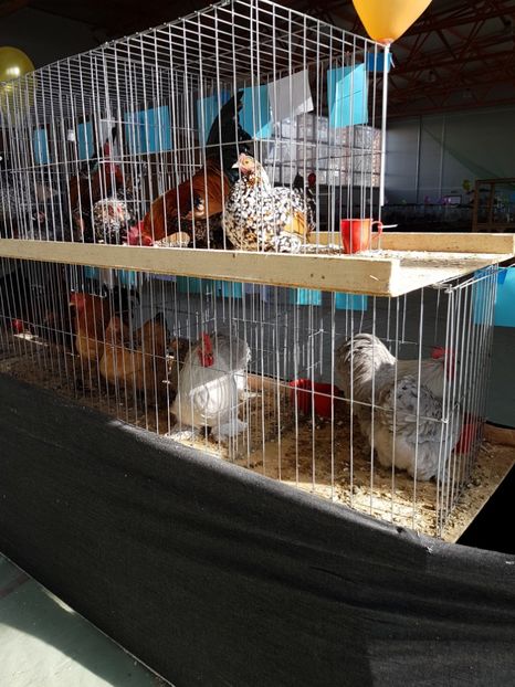  - Expozitie Breaza 17-19 februarie 2017