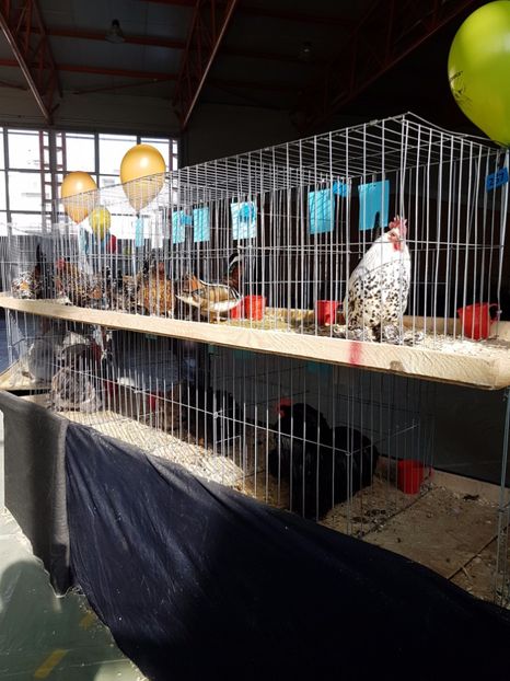  - Expozitie Breaza 17-19 februarie 2017