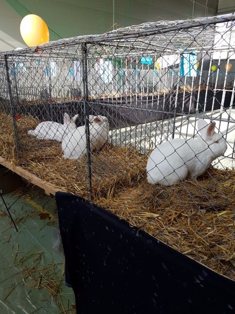  - Expozitie Breaza 17-19 februarie 2017