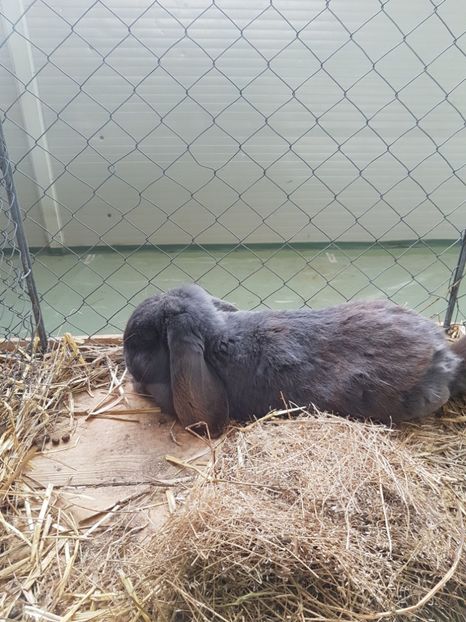  - Expozitie Breaza 17-19 februarie 2017