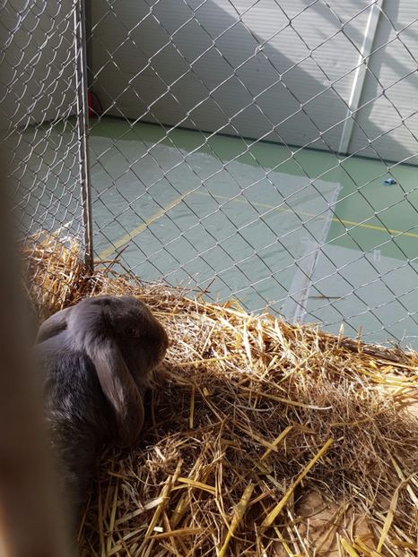  - Expozitie Breaza 17-19 februarie 2017