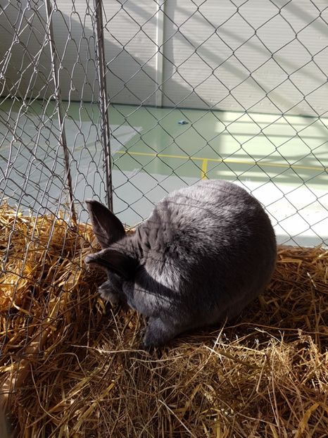  - Expozitie Breaza 17-19 februarie 2017