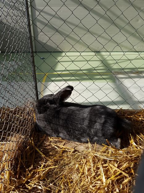  - Expozitie Breaza 17-19 februarie 2017