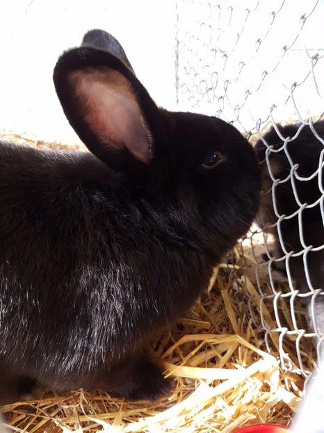  - Expozitie Breaza 17-19 februarie 2017