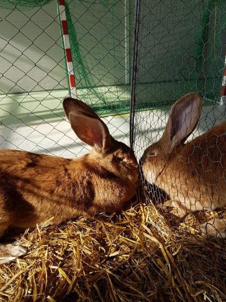  - Expozitie Breaza 17-19 februarie 2017