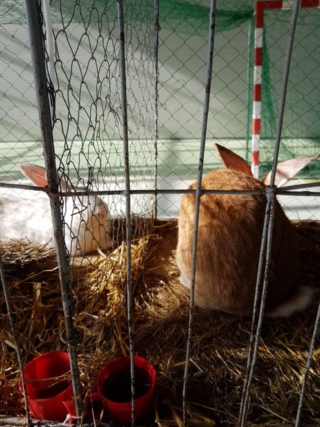  - Expozitie Breaza 17-19 februarie 2017