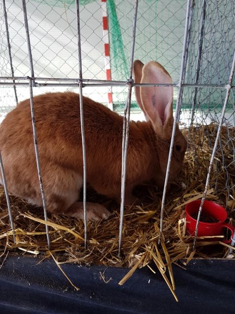  - Expozitie Breaza 17-19 februarie 2017