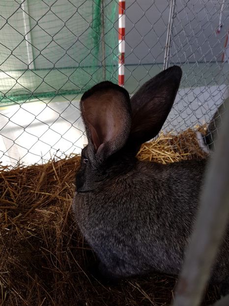  - Expozitie Breaza 17-19 februarie 2017