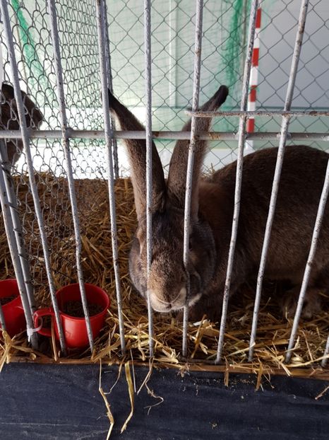  - Expozitie Breaza 17-19 februarie 2017