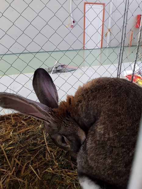  - Expozitie Breaza 17-19 februarie 2017