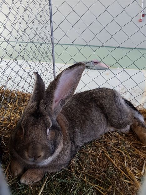  - Expozitie Breaza 17-19 februarie 2017