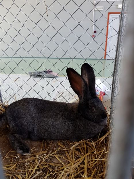  - Expozitie Breaza 17-19 februarie 2017